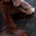 Rhona Mitra Instagram - Uruguay has confirmed the first export of equine meat to China.🇨🇳 ☠️🇺🇾 🐴 🥩 💰 🩸 A country that uses, abuses, exploits and yet reveres the horse. They export for sport, sell for meat, extract blood for hormones and SOMEHOW STILL uses the ‘Caballo’ 🐴 as a symbol of pride for its country. But when it comes to making a fast and dirty dollar for the sake of vile and greedy human consumption….. All the love and awe conveniently disappears….. because at the end of the day they are all just fat, greedy bastards. Help continue with the campaign to close the horse slaughterhouses in Uruguay. IN THE LINK IN BIO Montevideohorsesave- click and translate to English. YOU CAN SIGN TO SAY NO MORE HORSE SLAUGHTERERS IN URUGUAY #BanHorseSlaughter #CountryOfHorses #Caballo #Shame #greed #hypocrisy#fatbastards #uruguaynatural ☠️ Uruguay concretó la primera exportación de carne equina a China Ayudános a seguir con nuestra campaña por el cierre de los mataderos de caballos en Uruguay! EN EL LINK DE LA BIO PUEDES FIRMAR PARA DECIR NO MÁS MATADEROS DE CABALLOS EN URUGUAY! @montevideohorsesave …we expect this of China they dont give a fuck about anything or anyone… But come on Uruguay…. @luislacallepou Lets do better. Its not a good look, buddy.