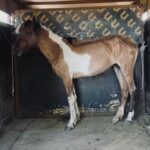 Rhona Mitra Instagram - How do we combat the darkness? We alchemize the pain into purpose… Every day, In any way we can…. 💡 Its been a year since the Hoarder kids arrived on deaths door. Starved and emaciated after enduring a horrible life at the hands of a selfish human who kept all manor of animals in the most horrific of conditions. They arrived during the worst drought in 40 years, and somehow we managed to get them over the hill with forage and vitamins, hydration, slow integration with the land and new family….and lots of constant love. They would break into the house to try and find any snacks as they had been accustomed to rifling through trash, and even eating dog food in the previous incarnation. While it was pretty cute, it was actually a desperate sign that these kids had been in survival mode their entire lives. Left in a prison of Hell to fend for themselves. We don’t often take enough time to stop and look back to see how far they have come. But this image of an emaciated Meadow popped up on my timeline today. So to honor the year of not only surviving but thriving and now to see them in all their glory living off the land, in the herd mother and daughter, safe and free… It brings us to tears. A reflection, and a reminder that we all deserve a chance to live in safe spaces, protected from subjugation, tyranny and oppression on any level. We honor and revere you mummy Meadow and Baby Blossom, true symbols of tenacity and grace…. @thelastarkorphanage #rewildrememberrehabilitate #alchemizethesuffering #whatwedotoanimalswedotoourselves 🌸