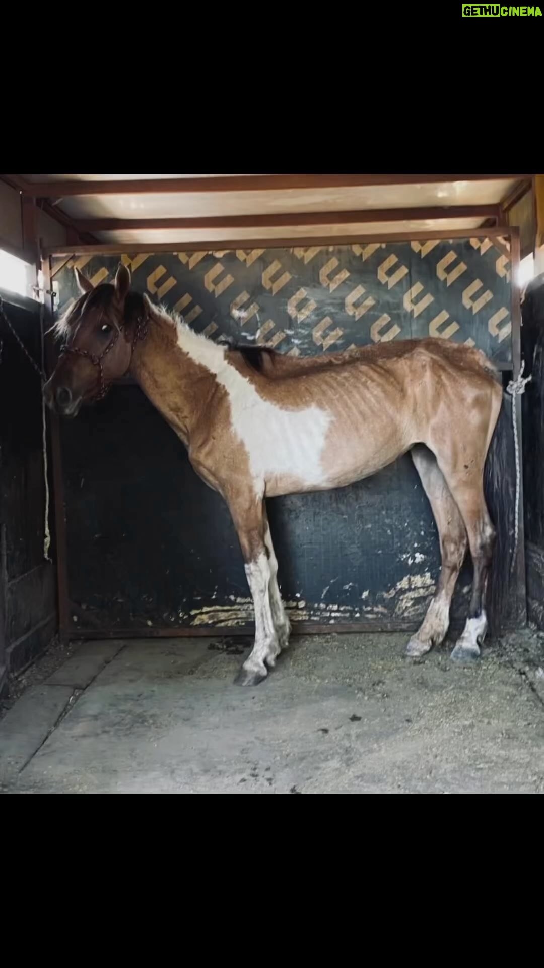Rhona Mitra Instagram - How do we combat the darkness? We alchemize the pain into purpose… Every day, In any way we can…. 💡 Its been a year since the Hoarder kids arrived on deaths door. Starved and emaciated after enduring a horrible life at the hands of a selfish human who kept all manor of animals in the most horrific of conditions. They arrived during the worst drought in 40 years, and somehow we managed to get them over the hill with forage and vitamins, hydration, slow integration with the land and new family….and lots of constant love. They would break into the house to try and find any snacks as they had been accustomed to rifling through trash, and even eating dog food in the previous incarnation. While it was pretty cute, it was actually a desperate sign that these kids had been in survival mode their entire lives. Left in a prison of Hell to fend for themselves. We don’t often take enough time to stop and look back to see how far they have come. But this image of an emaciated Meadow popped up on my timeline today. So to honor the year of not only surviving but thriving and now to see them in all their glory living off the land, in the herd mother and daughter, safe and free… It brings us to tears. A reflection, and a reminder that we all deserve a chance to live in safe spaces, protected from subjugation, tyranny and oppression on any level. We honor and revere you mummy Meadow and Baby Blossom, true symbols of tenacity and grace…. @thelastarkorphanage #rewildrememberrehabilitate #alchemizethesuffering #whatwedotoanimalswedotoourselves 🌸