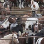 Rhona Mitra Instagram - Uruguay has confirmed the first export of equine meat to China.🇨🇳 ☠️🇺🇾 🐴 🥩 💰 🩸 A country that uses, abuses, exploits and yet reveres the horse. They export for sport, sell for meat, extract blood for hormones and SOMEHOW STILL uses the ‘Caballo’ 🐴 as a symbol of pride for its country. But when it comes to making a fast and dirty dollar for the sake of vile and greedy human consumption….. All the love and awe conveniently disappears….. because at the end of the day they are all just fat, greedy bastards. Help continue with the campaign to close the horse slaughterhouses in Uruguay. IN THE LINK IN BIO Montevideohorsesave- click and translate to English. YOU CAN SIGN TO SAY NO MORE HORSE SLAUGHTERERS IN URUGUAY #BanHorseSlaughter #CountryOfHorses #Caballo #Shame #greed #hypocrisy#fatbastards #uruguaynatural ☠️ Uruguay concretó la primera exportación de carne equina a China Ayudános a seguir con nuestra campaña por el cierre de los mataderos de caballos en Uruguay! EN EL LINK DE LA BIO PUEDES FIRMAR PARA DECIR NO MÁS MATADEROS DE CABALLOS EN URUGUAY! @montevideohorsesave …we expect this of China they dont give a fuck about anything or anyone… But come on Uruguay…. @luislacallepou Lets do better. Its not a good look, buddy.