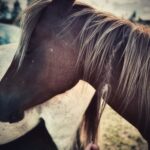 Rhona Mitra Instagram - 🔌 💡 Truth is singular (its versions are mistruths) gracias mi familia por recordármelo siempre... @thelastarkorphanage 🧉 🐴 🐕 🩶