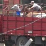 Rhona Mitra Instagram - Uruguay has confirmed the first export of equine meat to China.🇨🇳 ☠️🇺🇾 🐴 🥩 💰 🩸 A country that uses, abuses, exploits and yet reveres the horse. They export for sport, sell for meat, extract blood for hormones and SOMEHOW STILL uses the ‘Caballo’ 🐴 as a symbol of pride for its country. But when it comes to making a fast and dirty dollar for the sake of vile and greedy human consumption….. All the love and awe conveniently disappears….. because at the end of the day they are all just fat, greedy bastards. Help continue with the campaign to close the horse slaughterhouses in Uruguay. IN THE LINK IN BIO Montevideohorsesave- click and translate to English. YOU CAN SIGN TO SAY NO MORE HORSE SLAUGHTERERS IN URUGUAY #BanHorseSlaughter #CountryOfHorses #Caballo #Shame #greed #hypocrisy#fatbastards #uruguaynatural ☠️ Uruguay concretó la primera exportación de carne equina a China Ayudános a seguir con nuestra campaña por el cierre de los mataderos de caballos en Uruguay! EN EL LINK DE LA BIO PUEDES FIRMAR PARA DECIR NO MÁS MATADEROS DE CABALLOS EN URUGUAY! @montevideohorsesave …we expect this of China they dont give a fuck about anything or anyone… But come on Uruguay…. @luislacallepou Lets do better. Its not a good look, buddy.