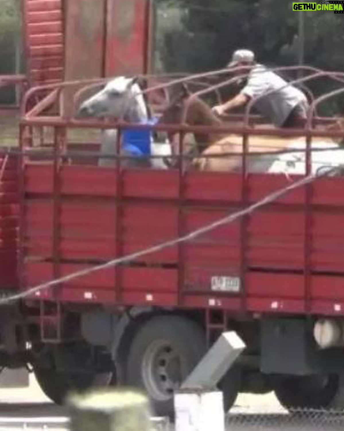 Rhona Mitra Instagram - Uruguay has confirmed the first export of equine meat to China.🇨🇳 ☠️🇺🇾 🐴 🥩 💰 🩸 A country that uses, abuses, exploits and yet reveres the horse. They export for sport, sell for meat, extract blood for hormones and SOMEHOW STILL uses the ‘Caballo’ 🐴 as a symbol of pride for its country. But when it comes to making a fast and dirty dollar for the sake of vile and greedy human consumption….. All the love and awe conveniently disappears….. because at the end of the day they are all just fat, greedy bastards. Help continue with the campaign to close the horse slaughterhouses in Uruguay. IN THE LINK IN BIO Montevideohorsesave- click and translate to English. YOU CAN SIGN TO SAY NO MORE HORSE SLAUGHTERERS IN URUGUAY #BanHorseSlaughter #CountryOfHorses #Caballo #Shame #greed #hypocrisy#fatbastards #uruguaynatural ☠️ Uruguay concretó la primera exportación de carne equina a China Ayudános a seguir con nuestra campaña por el cierre de los mataderos de caballos en Uruguay! EN EL LINK DE LA BIO PUEDES FIRMAR PARA DECIR NO MÁS MATADEROS DE CABALLOS EN URUGUAY! @montevideohorsesave …we expect this of China they dont give a fuck about anything or anyone… But come on Uruguay…. @luislacallepou Lets do better. Its not a good look, buddy.
