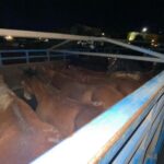 Rhona Mitra Instagram - Uruguay has confirmed the first export of equine meat to China.🇨🇳 ☠️🇺🇾 🐴 🥩 💰 🩸 A country that uses, abuses, exploits and yet reveres the horse. They export for sport, sell for meat, extract blood for hormones and SOMEHOW STILL uses the ‘Caballo’ 🐴 as a symbol of pride for its country. But when it comes to making a fast and dirty dollar for the sake of vile and greedy human consumption….. All the love and awe conveniently disappears….. because at the end of the day they are all just fat, greedy bastards. Help continue with the campaign to close the horse slaughterhouses in Uruguay. IN THE LINK IN BIO Montevideohorsesave- click and translate to English. YOU CAN SIGN TO SAY NO MORE HORSE SLAUGHTERERS IN URUGUAY #BanHorseSlaughter #CountryOfHorses #Caballo #Shame #greed #hypocrisy#fatbastards #uruguaynatural ☠️ Uruguay concretó la primera exportación de carne equina a China Ayudános a seguir con nuestra campaña por el cierre de los mataderos de caballos en Uruguay! EN EL LINK DE LA BIO PUEDES FIRMAR PARA DECIR NO MÁS MATADEROS DE CABALLOS EN URUGUAY! @montevideohorsesave …we expect this of China they dont give a fuck about anything or anyone… But come on Uruguay…. @luislacallepou Lets do better. Its not a good look, buddy.