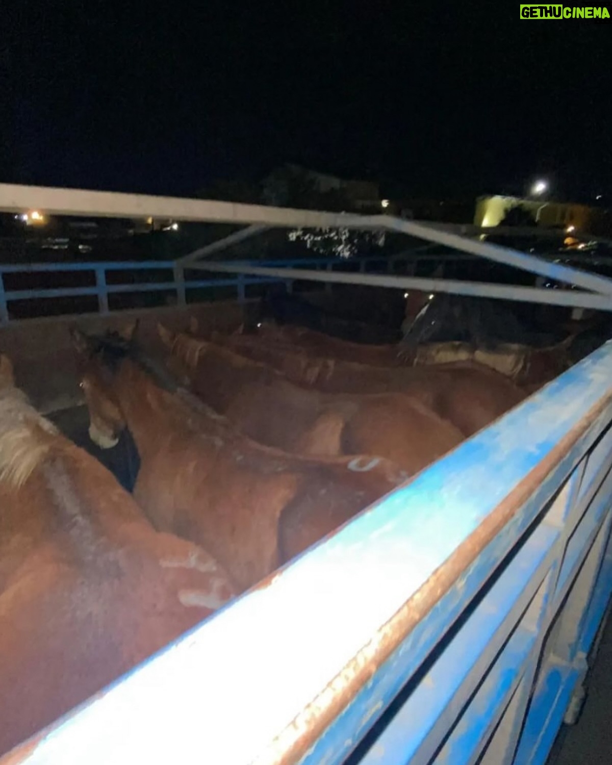 Rhona Mitra Instagram - Uruguay has confirmed the first export of equine meat to China.🇨🇳 ☠️🇺🇾 🐴 🥩 💰 🩸 A country that uses, abuses, exploits and yet reveres the horse. They export for sport, sell for meat, extract blood for hormones and SOMEHOW STILL uses the ‘Caballo’ 🐴 as a symbol of pride for its country. But when it comes to making a fast and dirty dollar for the sake of vile and greedy human consumption….. All the love and awe conveniently disappears….. because at the end of the day they are all just fat, greedy bastards. Help continue with the campaign to close the horse slaughterhouses in Uruguay. IN THE LINK IN BIO Montevideohorsesave- click and translate to English. YOU CAN SIGN TO SAY NO MORE HORSE SLAUGHTERERS IN URUGUAY #BanHorseSlaughter #CountryOfHorses #Caballo #Shame #greed #hypocrisy#fatbastards #uruguaynatural ☠️ Uruguay concretó la primera exportación de carne equina a China Ayudános a seguir con nuestra campaña por el cierre de los mataderos de caballos en Uruguay! EN EL LINK DE LA BIO PUEDES FIRMAR PARA DECIR NO MÁS MATADEROS DE CABALLOS EN URUGUAY! @montevideohorsesave …we expect this of China they dont give a fuck about anything or anyone… But come on Uruguay…. @luislacallepou Lets do better. Its not a good look, buddy.
