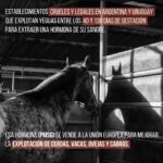 Rhona Mitra Instagram - @tratoeticoanimal -‘Few people know about this legal yet barbaric industry that exploits pregnant mares in Argentina and Uruguay to get thousands of liters and be able to obtain a hormone (PMSG of which there IS a synthetic substitute!!) that will be exported to the European Union for these countries to improve their exploitation of other females: pigs, cows, sheep and goats. Supply and demand, So if you partake in the consumption of factory farmed animals the onus and agency is on you also.. After extracting from the jugular thousands of mares thousands of liters, they are sent to the slaughterhouse, abandoned, cruelly murdered or back to inseminate to make them aborted again. The company SYNTEX S.A. of Argentina and BIOMEGA S.A. from Uruguay are the ones that extract and export to Europe the Coriónica Equine Gonadotrofina (eCG or PMSG). They receive million-dollar allowances and million-dollar profits. The “control” organisms are SENASA, the INTA and Ministry of Agriculture and Livestock It sounds like a horror tale, but it’s been happening in this region, in this country and in our neighboring country for decades. To be able to oppose and denounce these industries, we must be informed and share the information we have, therefore, sign up for this SELF-CALLED AUDIENCE to participate with your voice and/or schedule to be as a listener. Online Self-Convened Hearing via @manifestaglobal April 17, 5:30 pm Argentina (22.30 pm Spain). Thank you for spreading the word.’ #whatwedotoanimalswedotoourselves https://app.manifesta.global/audiencia/ sangria-de-yeguas-prenadas #sangriadeyeguaspreñadas #granjasdesangre #liberacionanimal #antiespecismo @tratoeticoanimal