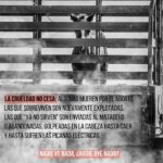 Rhona Mitra Instagram - @tratoeticoanimal -‘Few people know about this legal yet barbaric industry that exploits pregnant mares in Argentina and Uruguay to get thousands of liters and be able to obtain a hormone (PMSG of which there IS a synthetic substitute!!) that will be exported to the European Union for these countries to improve their exploitation of other females: pigs, cows, sheep and goats. Supply and demand, So if you partake in the consumption of factory farmed animals the onus and agency is on you also.. After extracting from the jugular thousands of mares thousands of liters, they are sent to the slaughterhouse, abandoned, cruelly murdered or back to inseminate to make them aborted again. The company SYNTEX S.A. of Argentina and BIOMEGA S.A. from Uruguay are the ones that extract and export to Europe the Coriónica Equine Gonadotrofina (eCG or PMSG). They receive million-dollar allowances and million-dollar profits. The “control” organisms are SENASA, the INTA and Ministry of Agriculture and Livestock It sounds like a horror tale, but it’s been happening in this region, in this country and in our neighboring country for decades. To be able to oppose and denounce these industries, we must be informed and share the information we have, therefore, sign up for this SELF-CALLED AUDIENCE to participate with your voice and/or schedule to be as a listener. Online Self-Convened Hearing via @manifestaglobal April 17, 5:30 pm Argentina (22.30 pm Spain). Thank you for spreading the word.’ #whatwedotoanimalswedotoourselves https://app.manifesta.global/audiencia/ sangria-de-yeguas-prenadas #sangriadeyeguaspreñadas #granjasdesangre #liberacionanimal #antiespecismo @tratoeticoanimal