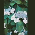 Rikka Ihara Instagram - 、 　　　　　　　　　　　ガクアジサイ 　　　　　　　　　　花言葉は　『謙虚』 　　　　　　　６月もゆっくり頑張りましょう。