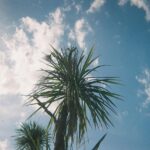 Rikka Ihara Instagram - 🌴