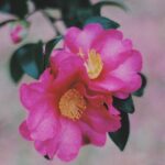 Rikka Ihara Instagram - 🌺🌸🌷🌹