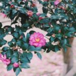 Rikka Ihara Instagram - 🌺🌸🌷🌹