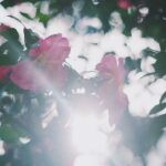 Rikka Ihara Instagram - 🌺🌸🌷🌹