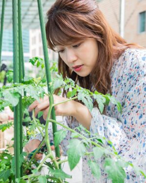 Risa Ozaki Instagram - ＃バゲットガーデン
トマト、すくすく成長中🌿
背丈が少しずつ伸びていたり、いつの間にか実が出来ていたり・・
定点カメラでおさえていたら物凄い変化なんじゃ！？と驚かされるほど、成長が目に見えます😳

今日はトマトの脇芽を切りました✂️
トマトの実を大きくするにはこの作業がめちゃくちゃ大事なんだとか・・🤔
2枚目は、右手に脇芽、左手にバジル（食べる用笑）
バジルはカプレーゼに。ドヤ顔で食卓に出しました！笑

また新しいお野菜を植えたので、OAに合わせてまたご報告します〜！！
.
#バゲットガーデン
#ミニトマトのお世話🍅
#実が赤くなる日が待ち遠しい！