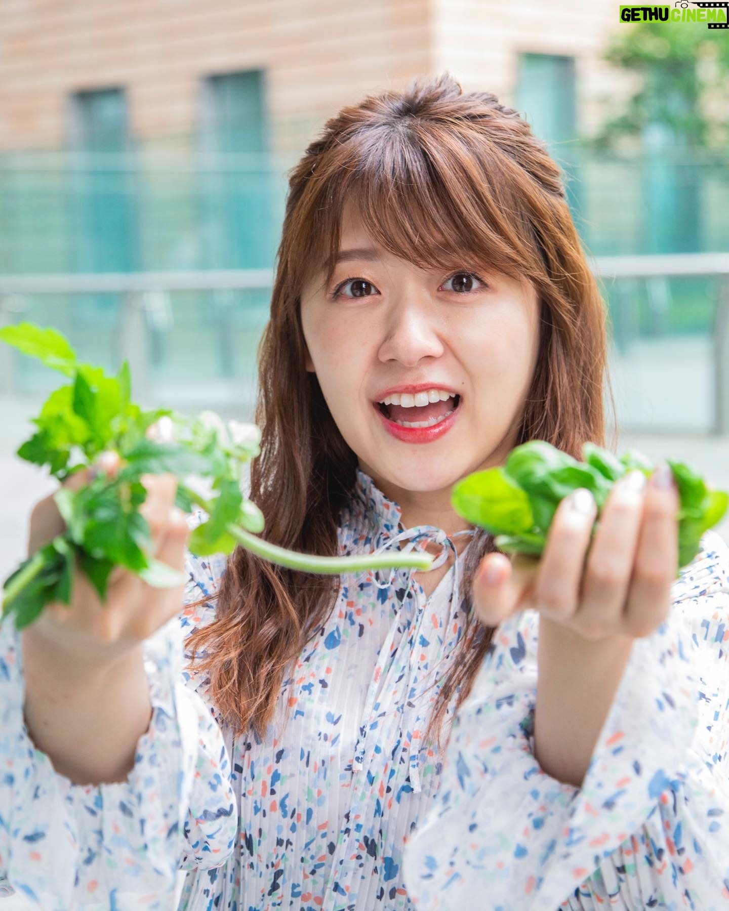 Risa Ozaki - 11.3K Likes - #バゲットガーデン
トマト、すくすく成長中🌿
背丈が少しずつ伸びていたり、いつの間にか実が出来ていたり・・
定点カメラでおさえていたら物凄い変化なんじゃ!?と驚かされるほど、成長が目に見えます😳
今日はトマトの脇芽を切りました✂️
トマトの実を大きくするにはこの作業がめちゃくちゃ大事なんだとか・・🤔
2枚目は、右手に脇芽、左手にバジル(食べる用笑)
バジルはカプレーゼに。ドヤ顔で食卓に出しました!笑
また新しいお野菜を植えたので、OAに合わせてまたご報告します〜!!
.
#バゲットガーデン
#ミニトマトのお世話🍅
#実が赤くなる日が待ち遠しい!