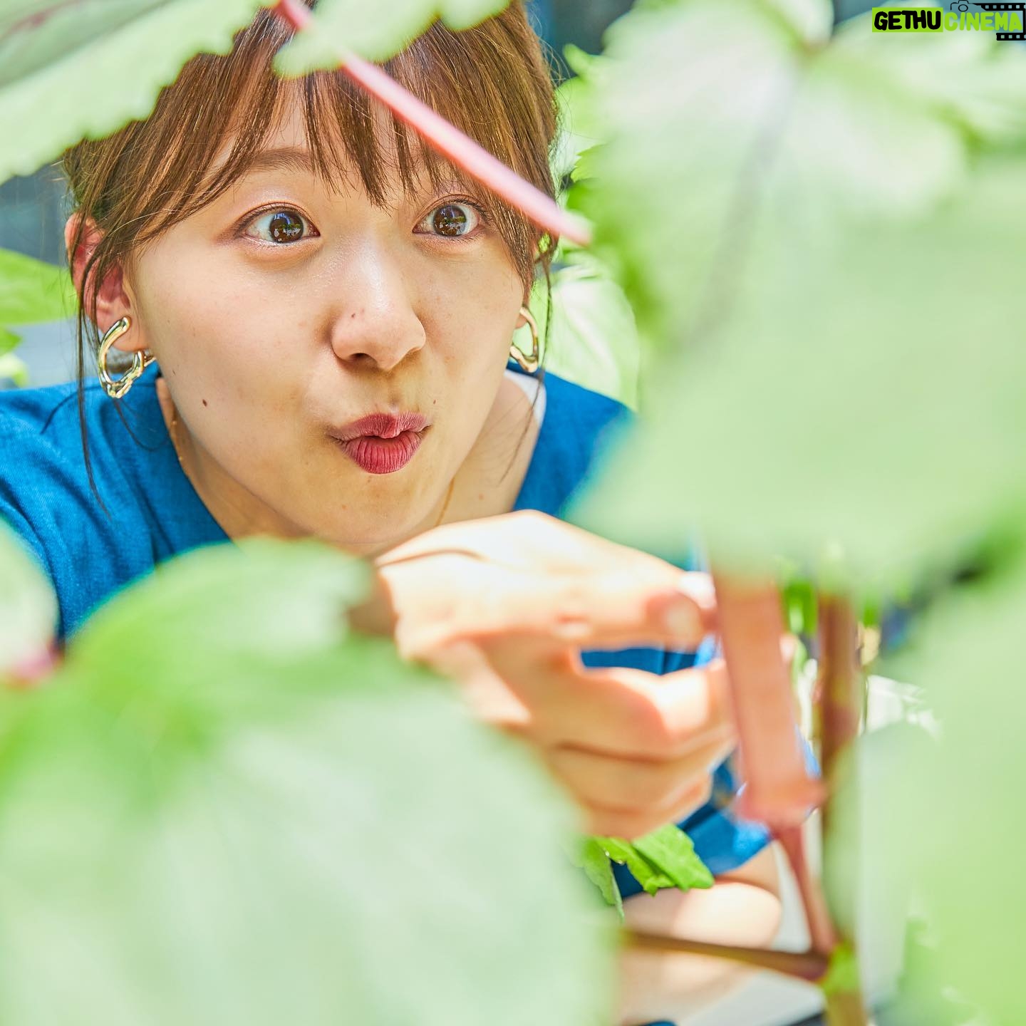 Risa Ozaki - 11K Likes - 最近の百面相😲😚😃
(実際は三面相)
バゲットガーデン、
トマトもオクラも、強い日差しと虫からダメージを受けながらも、必死に生き抜く姿に元気をもらっています🌼
#赤丸オクラがすくすく育ち
#ガーデン尾崎嬉しい限り
#そろそろ秋野菜の準備をするみたいです
#なにを植えようかなぁ🤔💭
