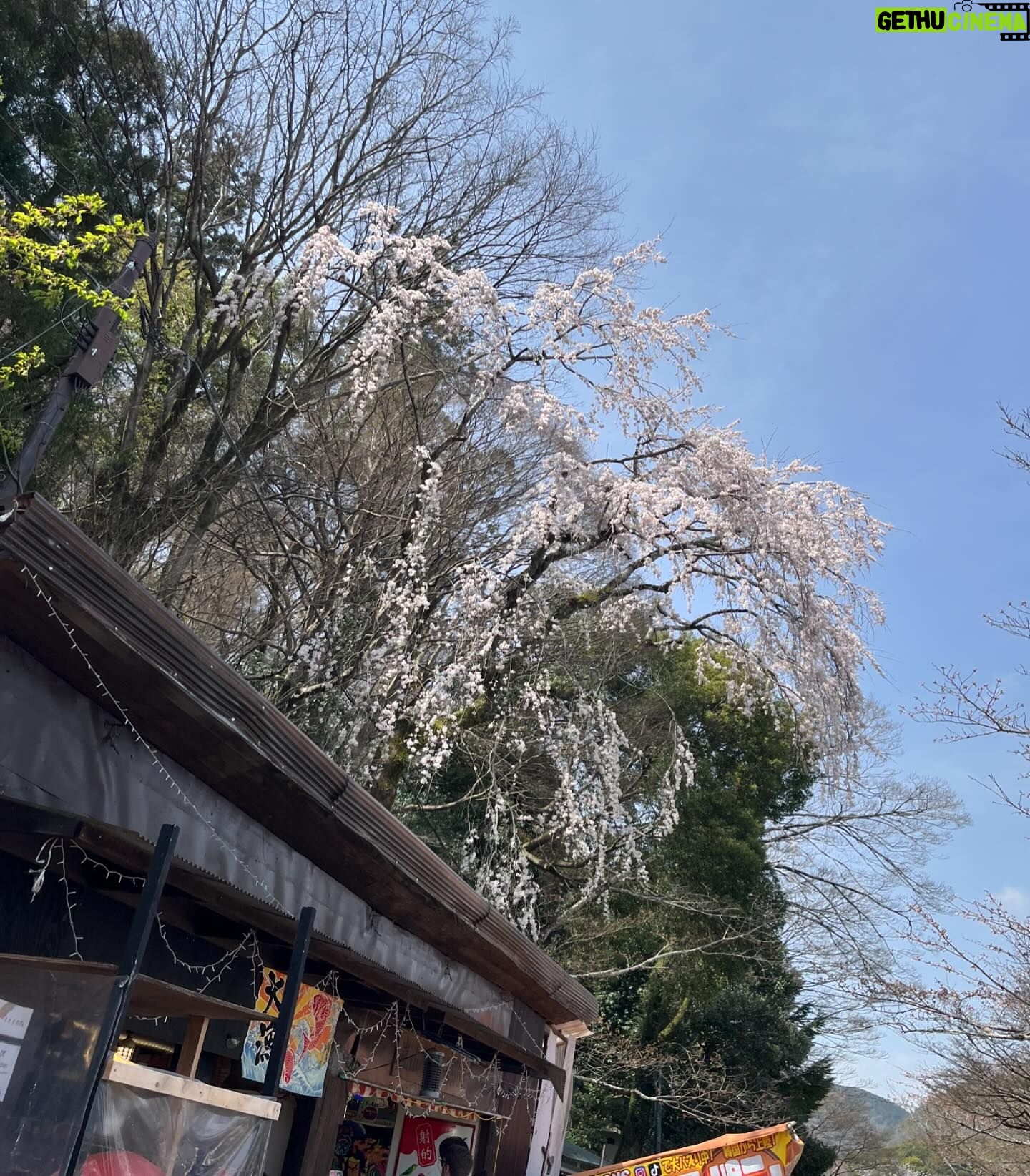 Risa Ozaki - 11.7K Likes - お久しぶりです😌
会社と保育園の往復の日々に奮闘していたら、
気づけば3ヶ月ぶりの更新です。笑
少し前に観た、
劇場版名探偵コナン「迷宮の十字路」の影響で、
どうしても春の京都に行きたくなり、
先日重い腰を上げて家族で行ってきました!
今年は桜は遅咲きだったので、
この日の桜はちらほら…でしたが、桜探しをしながら京都を練り歩くのも楽しかった😌枝垂れ桜、発見しました🌸
関西にいるお友達とも合流し、月齢の近い子ども同士
遊ばせられたことも嬉しかったことの1つ。
走り回って、両手でボールをびゅんびゅん投げる息子を見て、1年前の今はこんな姿想像出来ていなかったなぁ、
としみじみ感じるのでした。成長は早いですねぇ…😌
.
#京都旅行 #桜 #京都 #息子 #1歳3ヶ月
#春の空気は温かくて美味しいなぁ
#お花見したいなぁ #🍡
