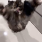 Risa Nakamura Instagram - 猫じゃらし対決💥