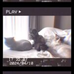 Risa Nakamura Instagram - 1番最後がかわいすぎるから見てほしい🐈‍⬛ ｻﾏｰｶｯﾄした猫のさわりごこちが癒〜〜♨️ 顔周り✂️出来ないからこのような仕上がり あしは👢、シッポは🦁 コゲシッポは残し!