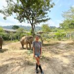 Rita Ferro Rodrigues Instagram - Dia 8 🐘✨ (sim … estou sempre a rir de forma pateta ao pé de elefantes ! É que adoro -os tanto 🙈! ) Foi muito difícil deixar khao Sok 🥹 O vídeo no barco ( em que a luz do amanhecer torna o lago cor de prata ) não tem qualquer filtro e foi assim, embrulhada em neblina quente e a navegar em água espelhada , a nossa viagem de regresso ao cais de embarque. Às 7 da manhã, nós, as malas, iogurte com fruta em tacinhas de papel, umas sandochas, um barqueiro sonolento e silencioso. Soube -nos bem a introspecção da madrugada para prepararmos o primeiro dia em Phuket. Mal chegámos ao @saii.lagunaphuket, um copo de sumo de maçã muito fresco para as boas vindas mas nem deu tempo para ir ao quarto … o transfer para o @phuketelephantsanctuary esperava -nos para o encontro com os elefantes. Este santuário ético é referência não só na Tailândia como no mundo. Aqui o dinheiro dos turistas que visitam o santuário - e não, não se pode incomodar os animais, a única altura em que interagimos com eles é para os alimentar - serve para retirar os majestosos bichos dos ambientes de violência onde vivem ( circos, passeio turísticos, “entretenimento” etc ) e para os alimentar, garantir cuidados médicos e uma velhice em paz e sossego no seu habitat natural. Uma visita ao @phuketelephantsanctuary é sempre inesquecível pelo que se aprende sobre esta espécie , sobre as maldades a que a humanidade ainda os sujeita, sobre a sua sensibilidade, inteligência e magia. Todos os animais que estão no santuário têm histórias horrendas de violência e exploração humana marcadas nos seus corpos. A memória deles tem de ser a nossa para que se consiga mudar mentalidades e nem mais um turista pague para se sentar em cima de um elefante ou para o ver fazer “ gracinhas” que implicaram anos de tortura e medo. Ao fim da tarde, com os nossos corações a transbordar de ternura por estes gigantes mágicos , ainda chegámos a tempo de um mergulho no mar e de assistir a um espectáculo incrível e gratuito : o pôr do Sol Chegamos todos os dias às camas extenuados e deslumbrados, na mesmíssima medida. Até amanhã 🐒🐘✨ #SAii #SAiiscapes #SAiiLagunaPhuket #bestravel #bestravelviagens @saii.lagunaphuket
