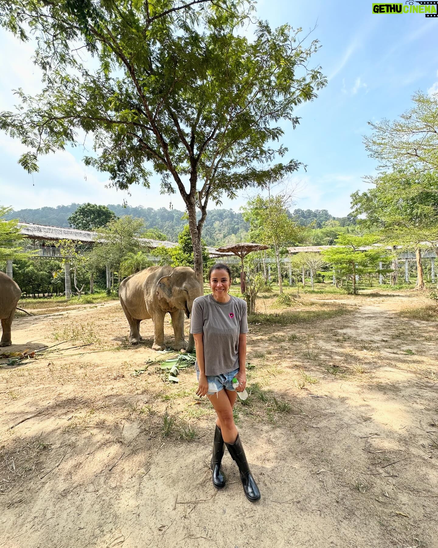 Rita Ferro Rodrigues Instagram - Dia 8 đâš (sim ⊠estou sempre a rir de forma pateta ao pĂ© de elefantes ! Ă que adoro -os tanto đ! ) Foi muito difĂcil deixar khao Sok đ„č O vĂdeo no barco ( em que a luz do amanhecer torna o lago cor de prata ) nĂŁo tem qualquer filtro e foi assim, embrulhada em neblina quente e a navegar em ĂĄgua espelhada , a nossa viagem de regresso ao cais de embarque. Ăs 7 da manhĂŁ, nĂłs, as malas, iogurte com fruta em tacinhas de papel, umas sandochas, um barqueiro sonolento e silencioso. Soube -nos bem a introspecção da madrugada para prepararmos o primeiro dia em Phuket. Mal chegĂĄmos ao @saii.lagunaphuket, um copo de sumo de maçã muito fresco para as boas vindas mas nem deu tempo para ir ao quarto ⊠o transfer para o @phuketelephantsanctuary esperava -nos para o encontro com os elefantes. Este santuĂĄrio Ă©tico Ă© referĂȘncia nĂŁo sĂł na TailĂąndia como no mundo. Aqui o dinheiro dos turistas que visitam o santuĂĄrio - e nĂŁo, nĂŁo se pode incomodar os animais, a Ășnica altura em que interagimos com eles Ă© para os alimentar - serve para retirar os majestosos bichos dos ambientes de violĂȘncia onde vivem ( circos, passeio turĂsticos, âentretenimentoâ etc ) e para os alimentar, garantir cuidados mĂ©dicos e uma velhice em paz e sossego no seu habitat natural. Uma visita ao @phuketelephantsanctuary Ă© sempre inesquecĂvel pelo que se aprende sobre esta espĂ©cie , sobre as maldades a que a humanidade ainda os sujeita, sobre a sua sensibilidade, inteligĂȘncia e magia. Todos os animais que estĂŁo no santuĂĄrio tĂȘm histĂłrias horrendas de violĂȘncia e exploração humana marcadas nos seus corpos. A memĂłria deles tem de ser a nossa para que se consiga mudar mentalidades e nem mais um turista pague para se sentar em cima de um elefante ou para o ver fazer â gracinhasâ que implicaram anos de tortura e medo. Ao fim da tarde, com os nossos coraçÔes a transbordar de ternura por estes gigantes mĂĄgicos , ainda chegĂĄmos a tempo de um mergulho no mar e de assistir a um espectĂĄculo incrĂvel e gratuito : o pĂŽr do Sol Chegamos todos os dias Ă s camas extenuados e deslumbrados, na mesmĂssima medida. AtĂ© amanhĂŁ đđâš #SAii #SAiiscapes #SAiiLagunaPhuket #bestravel #bestravelviagens @saii.lagunaphuket
