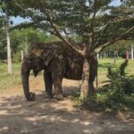 Rita Ferro Rodrigues Instagram - Dia 8 🐘✨ (sim … estou sempre a rir de forma pateta ao pé de elefantes ! É que adoro -os tanto 🙈! ) Foi muito difícil deixar khao Sok 🥹 O vídeo no barco ( em que a luz do amanhecer torna o lago cor de prata ) não tem qualquer filtro e foi assim, embrulhada em neblina quente e a navegar em água espelhada , a nossa viagem de regresso ao cais de embarque. Às 7 da manhã, nós, as malas, iogurte com fruta em tacinhas de papel, umas sandochas, um barqueiro sonolento e silencioso. Soube -nos bem a introspecção da madrugada para prepararmos o primeiro dia em Phuket. Mal chegámos ao @saii.lagunaphuket, um copo de sumo de maçã muito fresco para as boas vindas mas nem deu tempo para ir ao quarto … o transfer para o @phuketelephantsanctuary esperava -nos para o encontro com os elefantes. Este santuário ético é referência não só na Tailândia como no mundo. Aqui o dinheiro dos turistas que visitam o santuário - e não, não se pode incomodar os animais, a única altura em que interagimos com eles é para os alimentar - serve para retirar os majestosos bichos dos ambientes de violência onde vivem ( circos, passeio turísticos, “entretenimento” etc ) e para os alimentar, garantir cuidados médicos e uma velhice em paz e sossego no seu habitat natural. Uma visita ao @phuketelephantsanctuary é sempre inesquecível pelo que se aprende sobre esta espécie , sobre as maldades a que a humanidade ainda os sujeita, sobre a sua sensibilidade, inteligência e magia. Todos os animais que estão no santuário têm histórias horrendas de violência e exploração humana marcadas nos seus corpos. A memória deles tem de ser a nossa para que se consiga mudar mentalidades e nem mais um turista pague para se sentar em cima de um elefante ou para o ver fazer “ gracinhas” que implicaram anos de tortura e medo. Ao fim da tarde, com os nossos corações a transbordar de ternura por estes gigantes mágicos , ainda chegámos a tempo de um mergulho no mar e de assistir a um espectáculo incrível e gratuito : o pôr do Sol Chegamos todos os dias às camas extenuados e deslumbrados, na mesmíssima medida. Até amanhã 🐒🐘✨ #SAii #SAiiscapes #SAiiLagunaPhuket #bestravel #bestravelviagens @saii.lagunaphuket