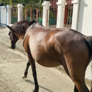 Roan Curtis Instagram - You’ve seen some gorgeous Costa Rican scenery but have you seen me looking like your saucy aunt while drinking a cosmo (they’re coming back I can feel it in my bones), two horses, a dog, an attempt to wash my face, me ill-advisedly riding an atv, and my barking rendition of that one Lincoln park song after a few margaritas?