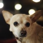 Robin Tunney Instagram - I loved you from the moment I saw you. #nationaldogday #rufus #mutt