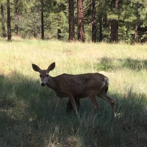 Robyn Brown Instagram - I came upon this lovely creature in my backyard.  It was an accident that I got so close.  I had to snap a picture.  She just stopped and stared at me for the longest time.  I think she saw into my soul... Ari has been scared of the deer we have been seeing but I explained they were nice and safe.  Now she loves watching them through the window. “They are nice happy deer!” she says.  #naturalbeauty #icantbelievethisishome #awonderfullife  #seeintomysoul