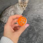 Roksana Janiszewska Instagram - WATCH TILL THE END! 😮 I can’t believe my cat actually does this! #cat #cats #catsofinstagram #catlover #reels #savannahcat