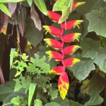 Romina Power Instagram - Cammino scalza, leggera sulla terra, mi nutro di fiori e di bellezza …