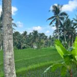 Romina Power Instagram - Le risaie di Ubud