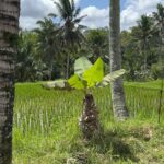 Romina Power Instagram - Immagini di Bali bei paraggi di Ubud