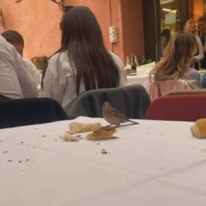 Romina Power Instagram - I passeri romani sono alquanto sfacciati 😁💕