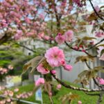 Ron Monroe Instagram - 桜は散ってしまいましたけど、これから咲く花も沢山ありますから楽しめますね！ @polene_paris #あすかやまこうえん #飛鳥山公園