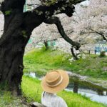 Ron Monroe Instagram - 樱の季節が終わらないでほしいな #お花見 #さくら #樱花