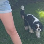 Rosalie Vaillancourt Instagram - Habiter en banlieue et avoir un chien qui s’appelle Chantal, c’est de se faire crier: « oui!? » à chaque fois que je le cherche dehors.