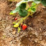 Rosanne Mulholland Instagram – A felicidade que vem da terra. 

Sempre quis levar o Davi em uma grande plantação orgânica, pra que ele tivesse esse contato com o alimento fresco, compreendesse o processo de plantar e colher, visse as folhas mais bonitas, mais cheirosas… Mas nunca imaginei que seria tão legal! Ele ficou eufórico, interessado, curioso, luminoso. Queria experimentar tudo, saber tudo, mexer em tudo. Agradeço de coração à equipe do @ibitiprojeto pela atenção e carinho com meu filho. Foi uma experiência marcante e muito feliz. 

O melhor lugar pra uma criança é sempre a natureza! 

@ibitiprojeto 
@valentinaseabra