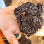 Rosanne Mulholland Instagram – A felicidade que vem da terra. 

Sempre quis levar o Davi em uma grande plantação orgânica, pra que ele tivesse esse contato com o alimento fresco, compreendesse o processo de plantar e colher, visse as folhas mais bonitas, mais cheirosas… Mas nunca imaginei que seria tão legal! Ele ficou eufórico, interessado, curioso, luminoso. Queria experimentar tudo, saber tudo, mexer em tudo. Agradeço de coração à equipe do @ibitiprojeto pela atenção e carinho com meu filho. Foi uma experiência marcante e muito feliz. 

O melhor lugar pra uma criança é sempre a natureza! 

@ibitiprojeto 
@valentinaseabra