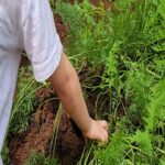 Rosanne Mulholland Instagram - A felicidade que vem da terra. Sempre quis levar o Davi em uma grande plantação orgânica, pra que ele tivesse esse contato com o alimento fresco, compreendesse o processo de plantar e colher, visse as folhas mais bonitas, mais cheirosas... Mas nunca imaginei que seria tão legal! Ele ficou eufórico, interessado, curioso, luminoso. Queria experimentar tudo, saber tudo, mexer em tudo. Agradeço de coração à equipe do @ibitiprojeto pela atenção e carinho com meu filho. Foi uma experiência marcante e muito feliz. O melhor lugar pra uma criança é sempre a natureza! @ibitiprojeto @valentinaseabra