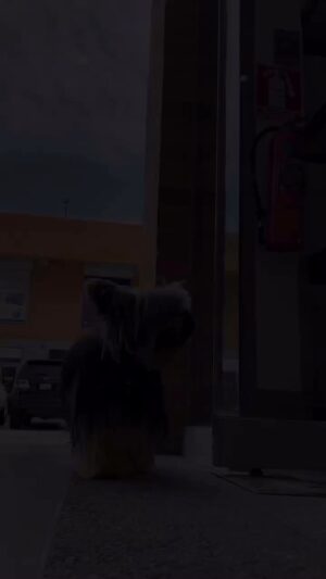 Rosario Prieto Instagram - Repost from @petsplanetve
•
¡Así de emocionados estamos por inaugurar nuestra nueva tienda en San Diego! 📍🐾

¿Quieres saber más? Pronto anunciaremos más detalles 🎉🔝

Pet’s Planet
¡Tu mundo Ideal! 🐕🐈‍⬛🐕‍🦺🦮🐩🐈💚

#PetsPlanet #Mascotas #Perros #Dog #Instadog #doginstagram #lovepets #Pets #Valencia #SanDiego #LoveDog #AmorPerruno #Cachorro #Inauguracion #Nuevatienda #Proximamente.  Amor infinito por las mascotas!!!! 🤗