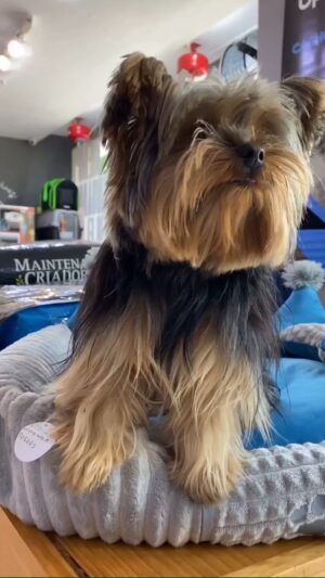 Rosario Prieto Instagram - Repost from @petsplanetve
•
Ser madre significa estar unidos de una manera incondicional con todo el corazón. 🐾💚
 
Sabes que tu mascota es un miembro más de tu familia. 🫶 Te preocupas por su bienestar, su felicidad y su salud, y haces todo lo posible por mantenerlo sano y feliz. 🐕🐩🐈‍⬛🐈🐕‍🦺🦮

#mascotas #PetsPlanet #Caracas #Venezuela #Amor #Viral #MascotasVenezuela #PetsVenezuela #Pets #Amor #Alimentoparamascotas #Veterinario #ConsultaVeterinaria #petsplanet #sandiego #carabobo #elviñedo #valencia #lacarlota #latrinidad #cerroverde #Caracas
 @petsplanetve Amor infinito por las mascotas!!!🤗🥰 #Dia de la madre Vzla