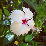 Rose Ayling-Ellis Instagram - Wow this place is pure relaxation and full of nature. I saw wild turtle for the first time. Feeling very appreciative of what this planet is giving to us. 🌏 @thestandardmaldives @thestandard @trendingtravel.co.uk