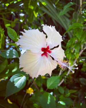 Rose Ayling-Ellis Instagram - Wow this place is pure relaxation and full of nature. I saw wild turtle for the first time. Feeling very appreciative of what this planet is giving to us. 🌏

@thestandardmaldives 
@thestandard 
@trendingtravel.co.uk