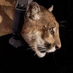 Rose McIver Instagram - “I’ve been sitting on a song I wrote about LA & the famous mountain Lion that lived in the hills of Griffith Park for a while. They named it P22. I’d always hoped I’d see him one day and thought I’d release the song after that. Unfortunately I won’t get the chance. Run free wild cat. Recorded by @alsgro. Backing vox by @frallymusic. Picture by @stevewinterphoto This song will be available on all the streamers soon!.. x x” : @george_byrne