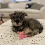 Rose McIver Instagram - Huge thank you to @thelabellefoundation for introducing us to our new best mate and Madame Presidenté of our home, Zoey! ❤️🐶