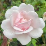 Rose Williams Instagram - sunday 🌧️🌸🔊🩷