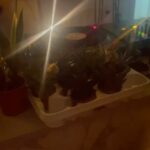 Rose Williams Instagram - my birthday weekend blur ! Surprises and 2 cakes 🫶Ending Aquarius season and a major life chapter. So very very grateful for all the love, my family my peoples... I love you! 🙏🏼🫶💕🩷