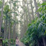 Rose Yu Instagram - 【像日本人遊沖繩，發現不一樣的沖繩🎉】日本沖繩市的自然景點東南植物樂園是個不少自由行遊客都會安排來的地方， 遼闊的園林內搜羅了多種熱帶與亞熱帶植物，還有超浪漫的「🌴亞歷山大椰樹街🌴」，跟另一半一起漫步💏欣賞多棵椰樹並排成的壯觀椰林一定超有氣氛；還可在「友好動物廣場」（なかよしチャンプルー広場） 觀察可愛的水豚🐖、松鼠猴🐒與山羊🐑等動物，盡情體驗充滿南國風情的自然景觀！我們刺傍晚來到這邊，也幸運遇到 🌌illumination 燈光秀活動，感覺很棒💖。逛完這邊再回市區走走吃晚餐宵夜是個不錯的安排方式喲！#KKday #Beokinawa #visitokinawa 🎊kkday【沖繩特色景點】東南植物樂園門票 ：https://partner.kkday.me/ciaociao/22066 @kkdaytw @southeast.botanical