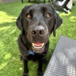 Rosie O'Donnell Instagram - best dog ever #kuma