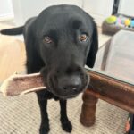 Rosie O'Donnell Instagram - happy kuma #guidedogsofamerica